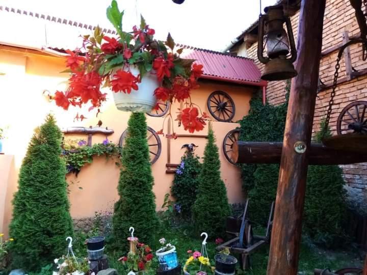 Appartamento Casa Florilor Barcut Esterno foto