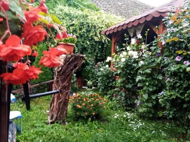 Appartamento Casa Florilor Barcut Esterno foto